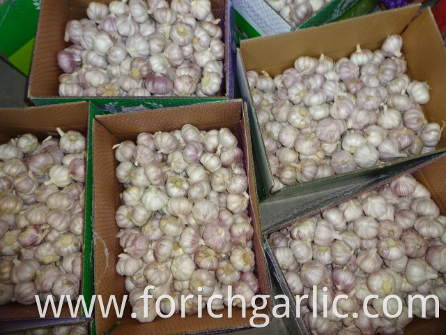 Fresh Garlic Of Good Quality